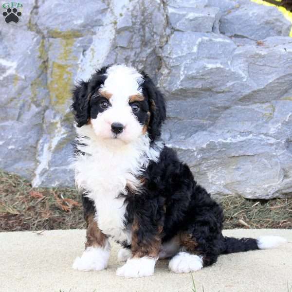 Toby, Mini Bernedoodle Puppy