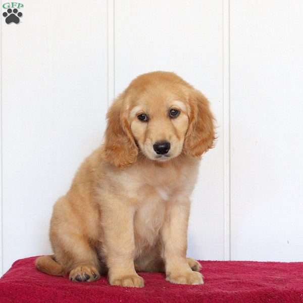 Toby, Golden Retriever Mix Puppy