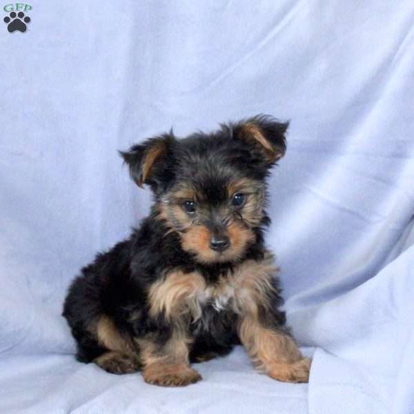 Toby, Yorkie Puppy