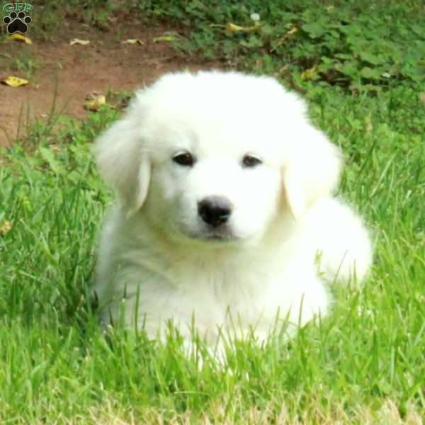 Toby, Great Pyrenees Mix Puppy