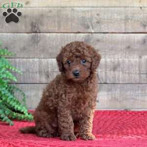 Toby, Mini Goldendoodle Puppy