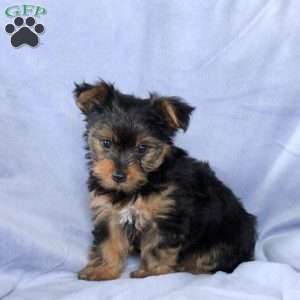 Toby, Yorkie Puppy