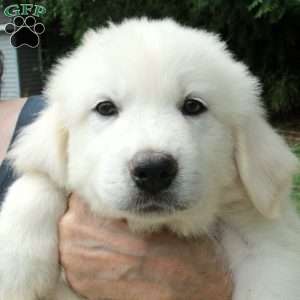 Toby, Great Pyrenees Mix Puppy