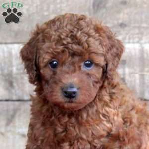 Toby, Mini Goldendoodle Puppy