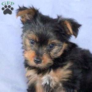 Toby, Yorkie Puppy