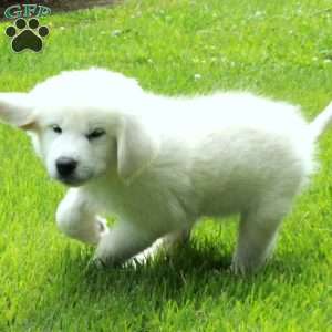 Toby, Great Pyrenees Mix Puppy