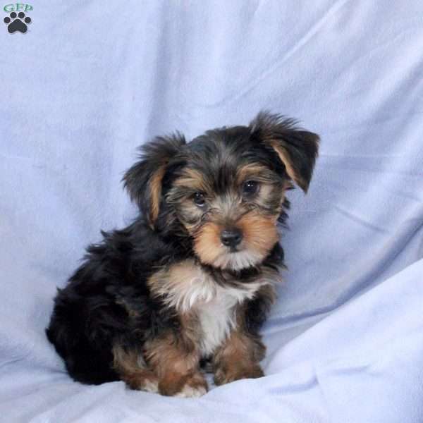 Todd, Yorkie Puppy