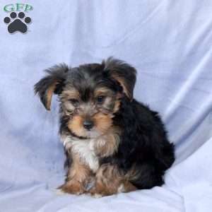 Todd, Yorkie Puppy