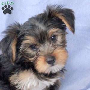 Todd, Yorkie Puppy