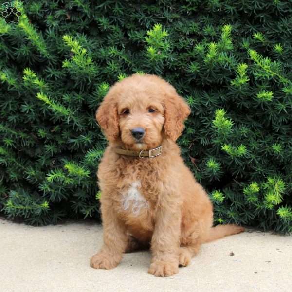 Tommy, Goldendoodle Puppy