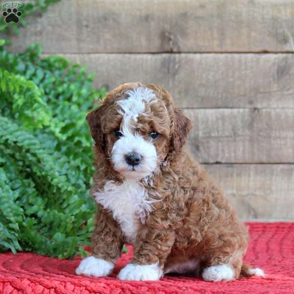 Tommy, Mini Goldendoodle Puppy
