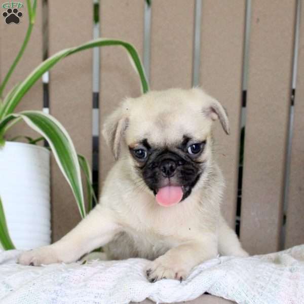 Tommy, Pug Puppy