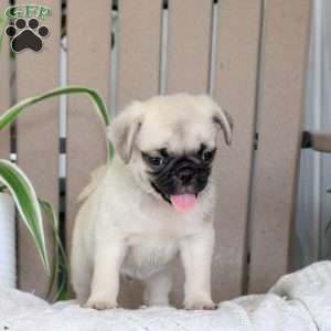 Tommy, Pug Puppy