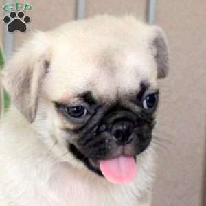 Tommy, Pug Puppy
