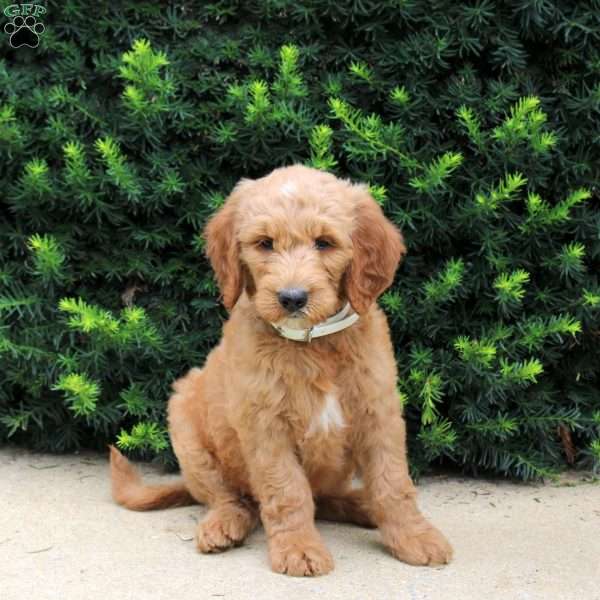 Tony, Goldendoodle Puppy