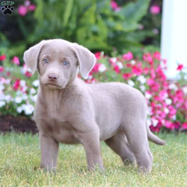 Tonya, Silver Labrador Retriever Puppy