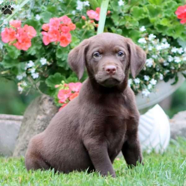 Tonya, Chocolate Labrador Retriever Puppy