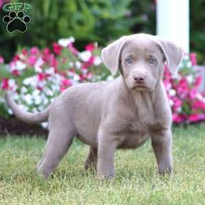 Tonya, Silver Labrador Retriever Puppy
