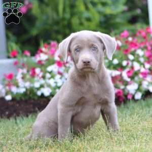 Tonya, Silver Labrador Retriever Puppy