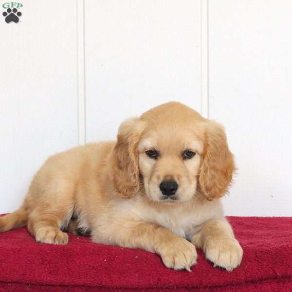 Tootsie, Golden Retriever Mix Puppy