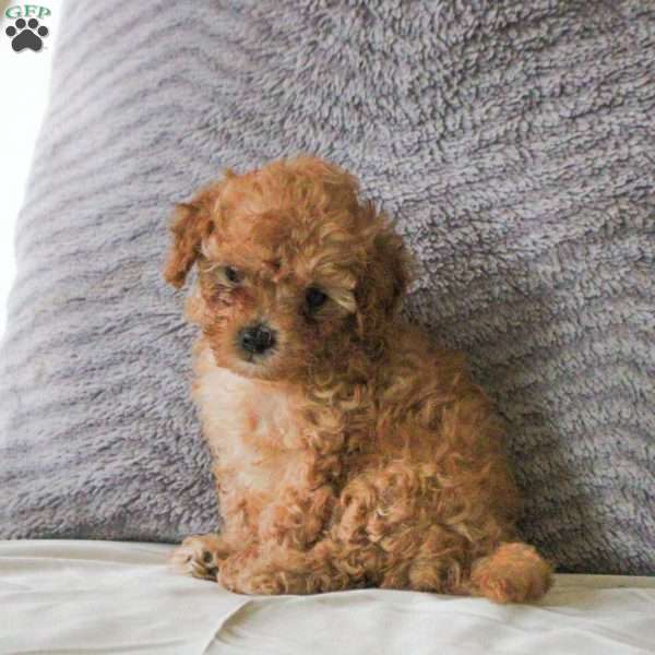 Tootsie, Toy Poodle Puppy