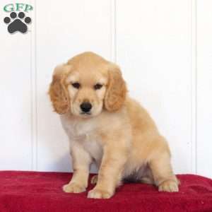 Tootsie, Golden Retriever Mix Puppy