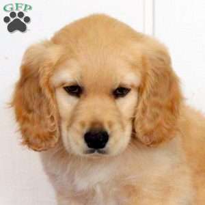 Tootsie, Golden Retriever Mix Puppy