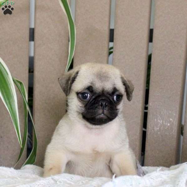 Tot, Pug Puppy