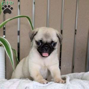 Tot, Pug Puppy