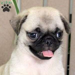 Tot, Pug Puppy