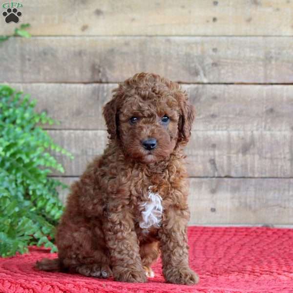 Tracker, Mini Goldendoodle Puppy