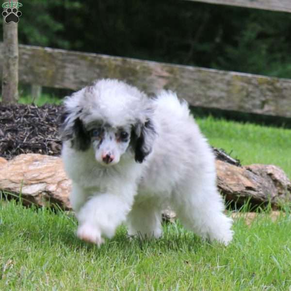Traten, Toy Poodle Puppy