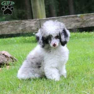 Traten, Toy Poodle Puppy