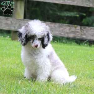 Traten, Toy Poodle Puppy