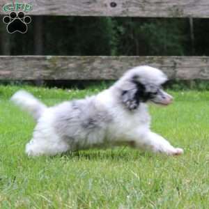 Traten, Toy Poodle Puppy