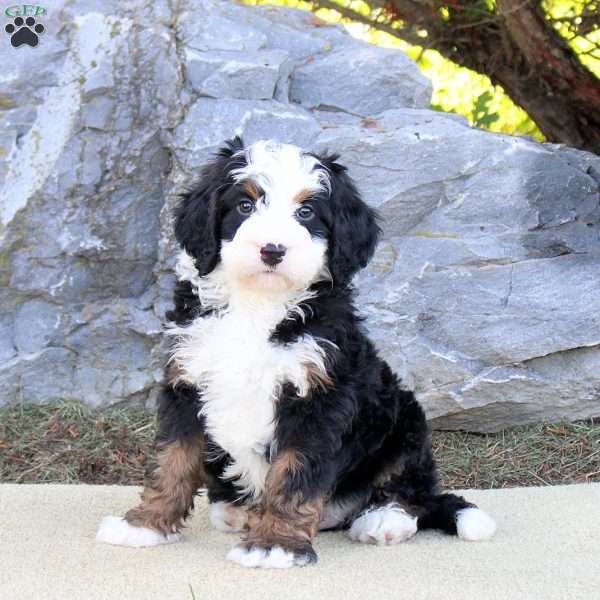 Travis, Mini Bernedoodle Puppy