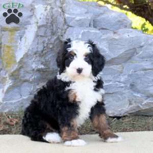 Travis, Mini Bernedoodle Puppy