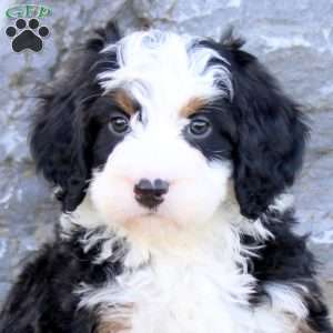 Travis, Mini Bernedoodle Puppy