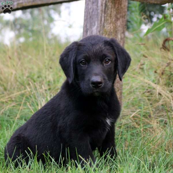 Trent, Bernese Mountain Dog Mix Puppy