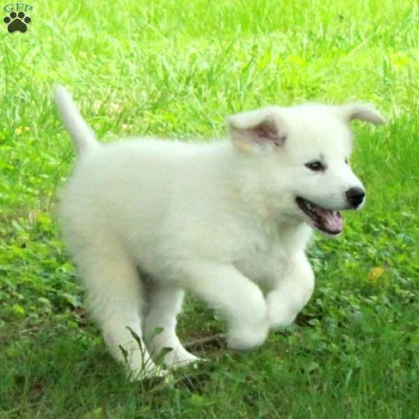 Trent, Great Pyrenees Mix Puppy