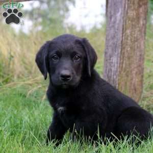 Trent, Bernese Mountain Dog Mix Puppy