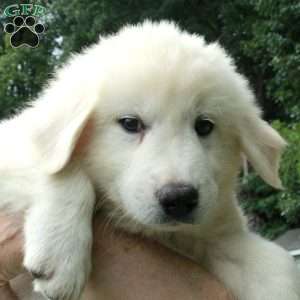 Trent, Great Pyrenees Mix Puppy