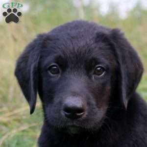 Trent, Bernese Mountain Dog Mix Puppy