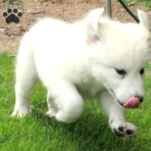 Trent, Great Pyrenees Mix Puppy