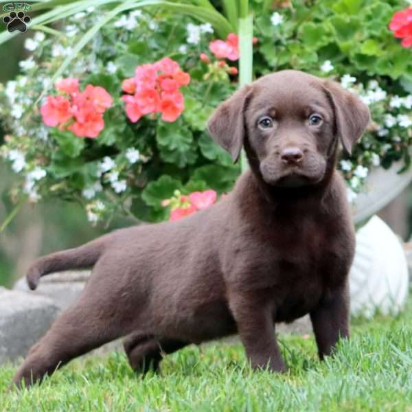 Trent, Chocolate Labrador Retriever Puppy