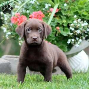 Trent, Chocolate Labrador Retriever Puppy