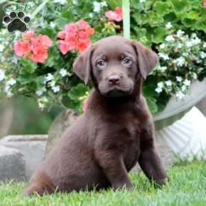 Trent, Chocolate Labrador Retriever Puppy