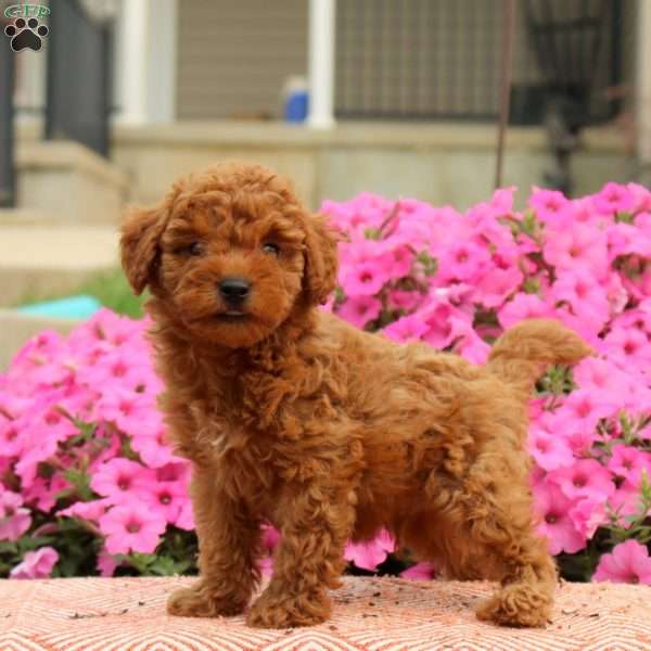 Trevor, Miniature Poodle Puppy