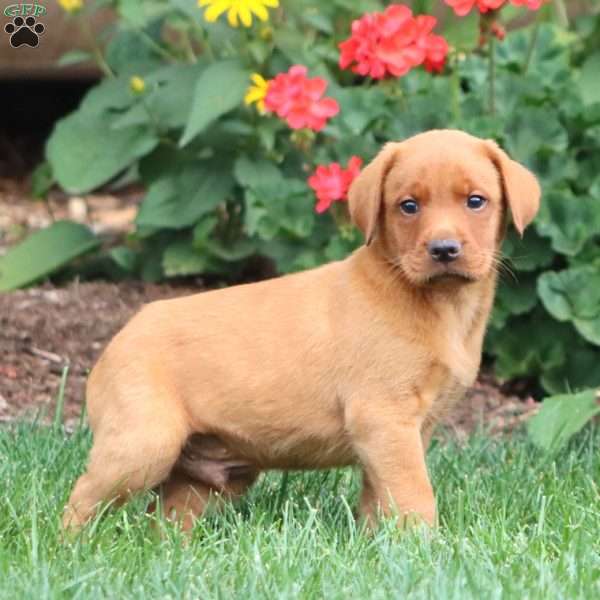 Trevor, Fox Red Labrador Retriever Puppy