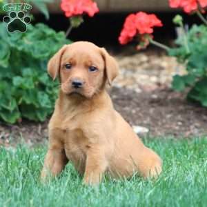 Trevor, Fox Red Labrador Retriever Puppy